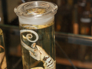 Naturkundemuseum Berlin