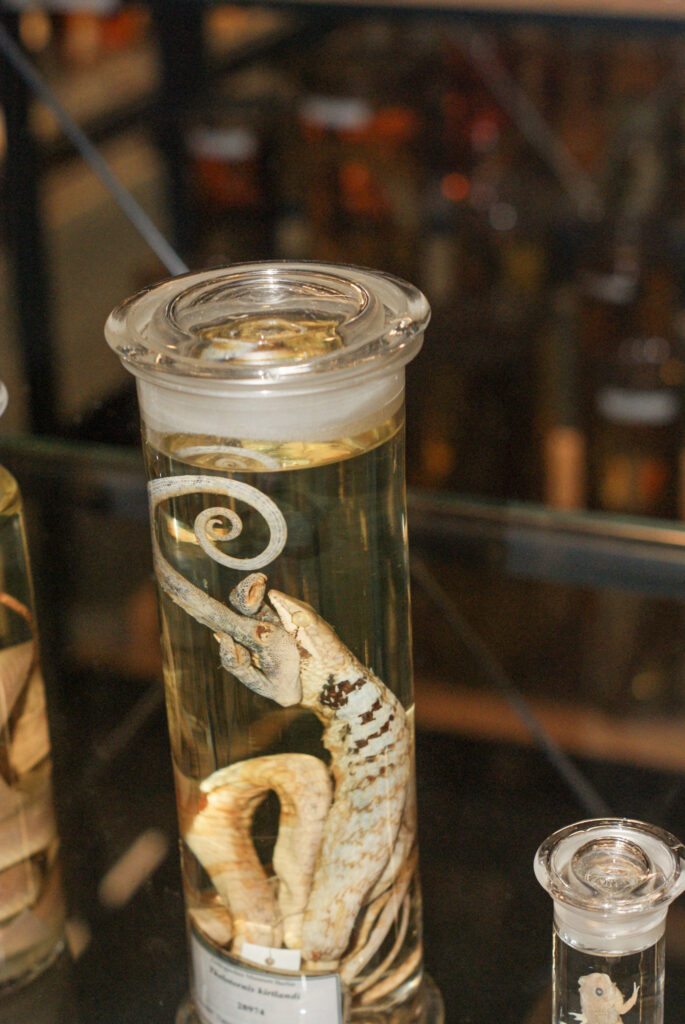 Naturkundemuseum Berlin