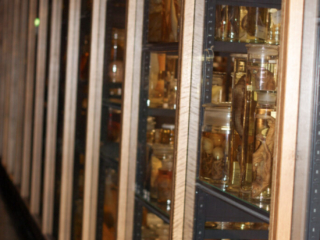 Naturkundemuseum Berlin