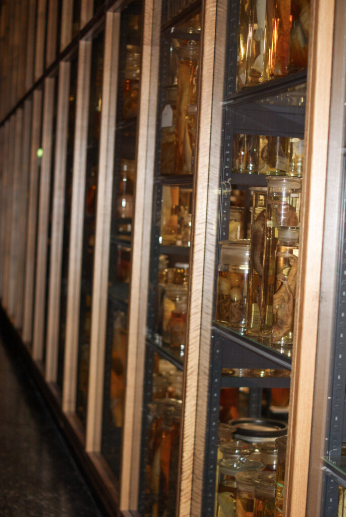 Naturkundemuseum Berlin