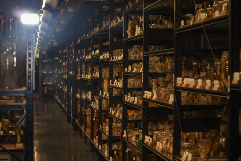 Naturkundemuseum Berlin