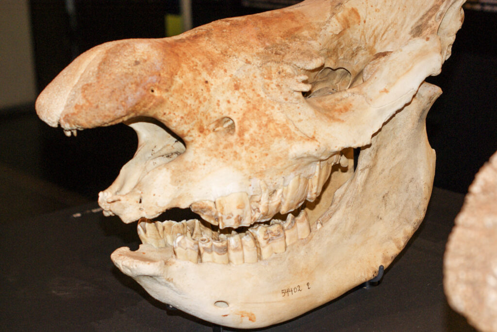 Naturkundemuseum Berlin