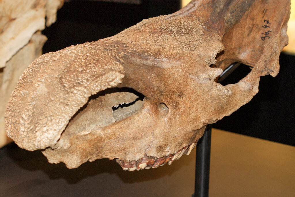 Naturkundemuseum Berlin