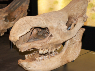 Naturkundemuseum Berlin