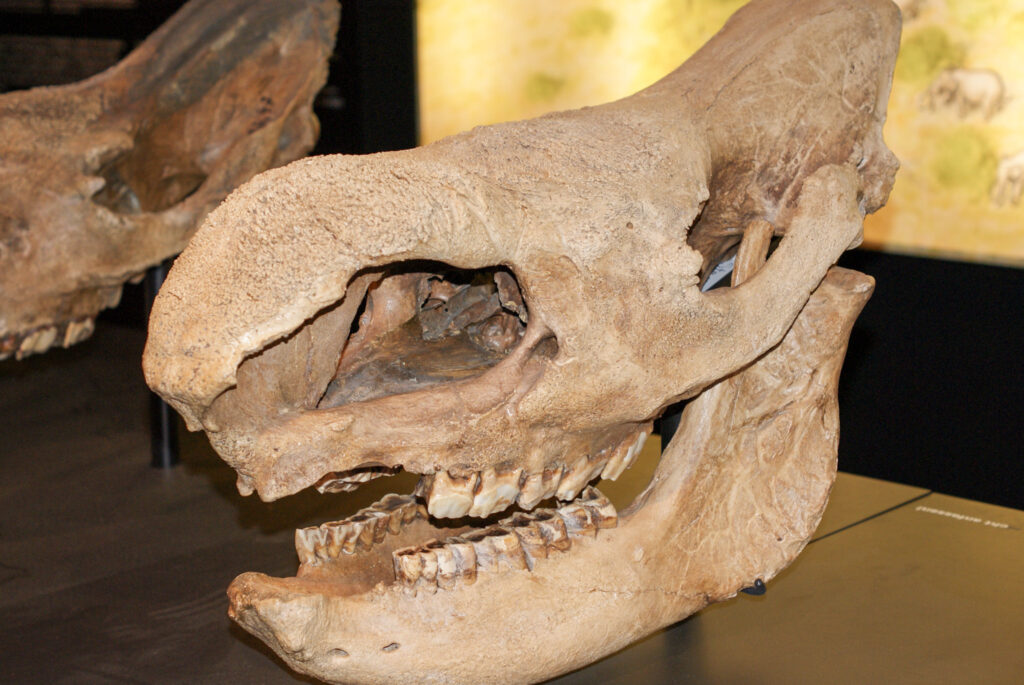 Naturkundemuseum Berlin