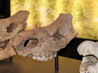 Naturkundemuseum Berlin