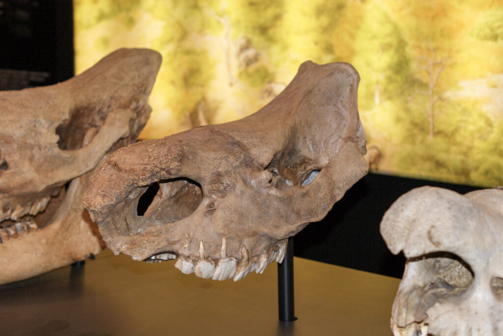 Naturkundemuseum Berlin