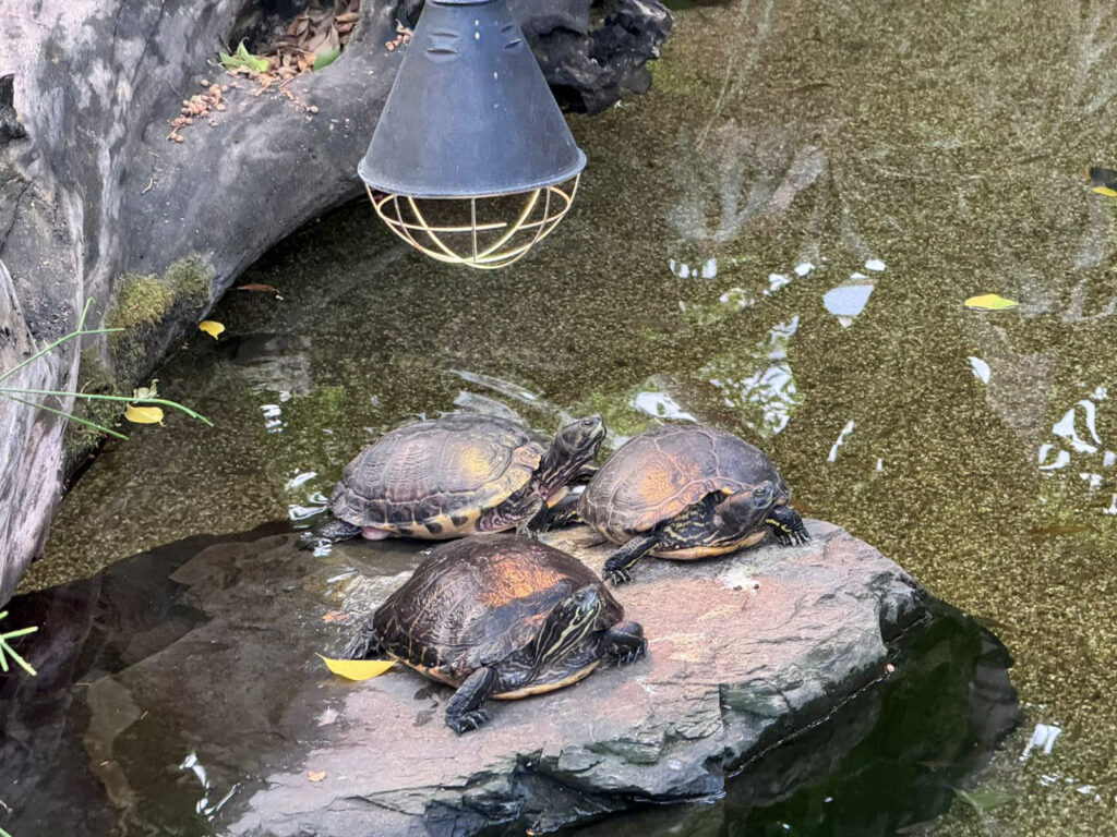Center Parcs De Kempervennen