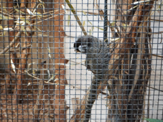 Berkenhof 's Tropical Zoo