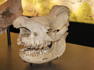 Naturkundemuseum Berlin