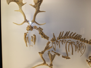 Naturkundemuseum Berlin