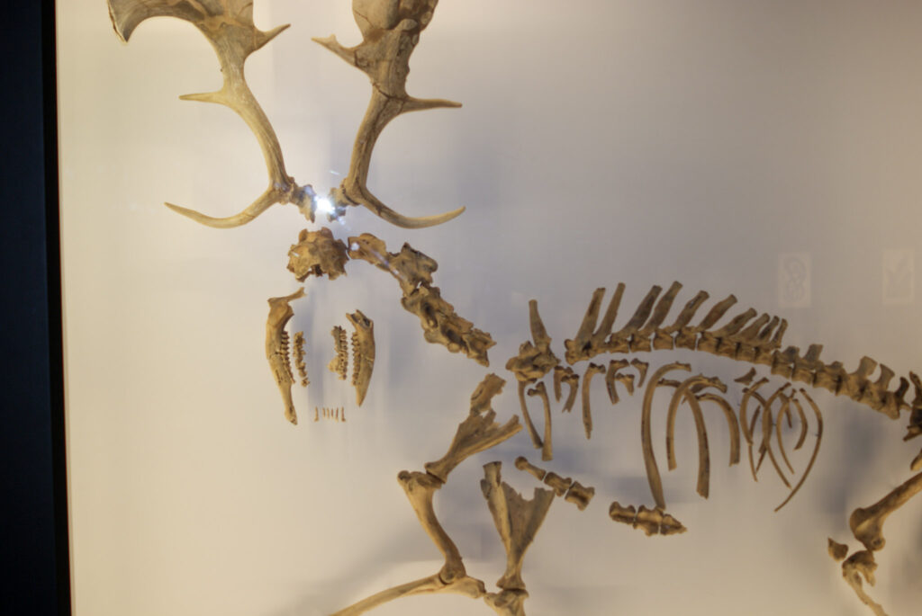 Naturkundemuseum Berlin