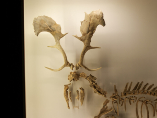 Naturkundemuseum Berlin