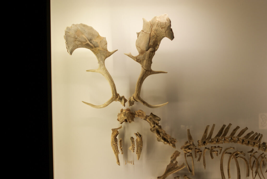 Naturkundemuseum Berlin