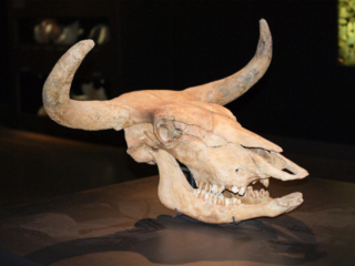 Naturkundemuseum Berlin