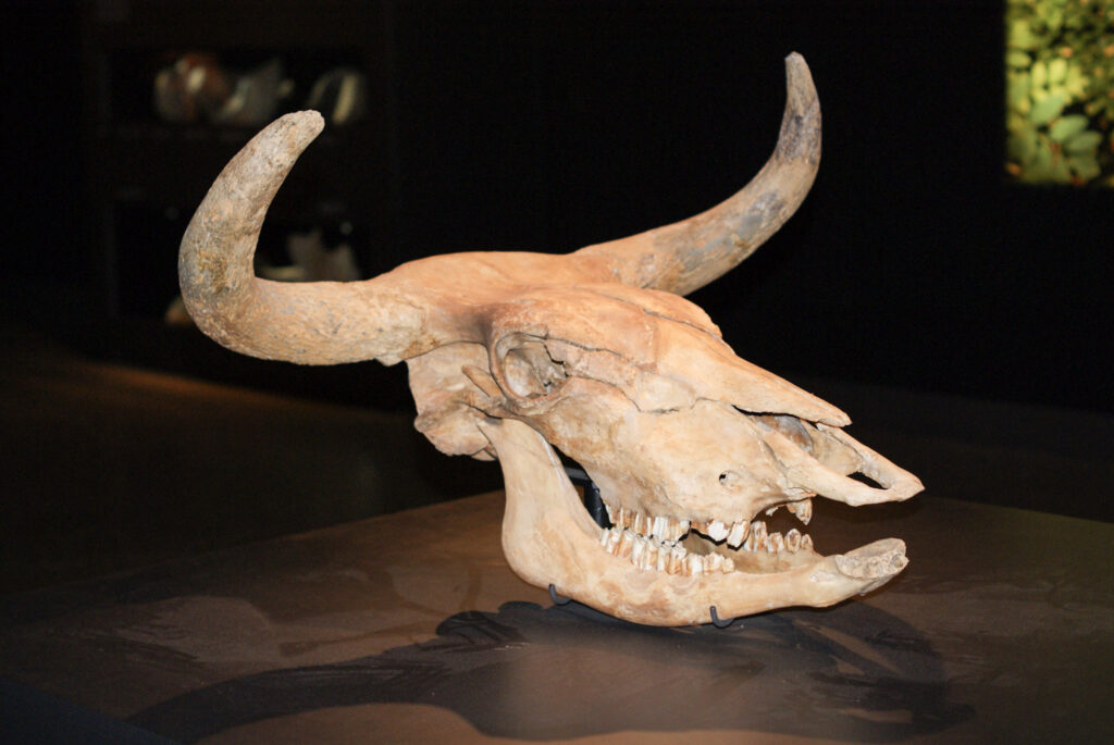 Naturkundemuseum Berlin