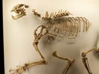 Naturkundemuseum Berlin