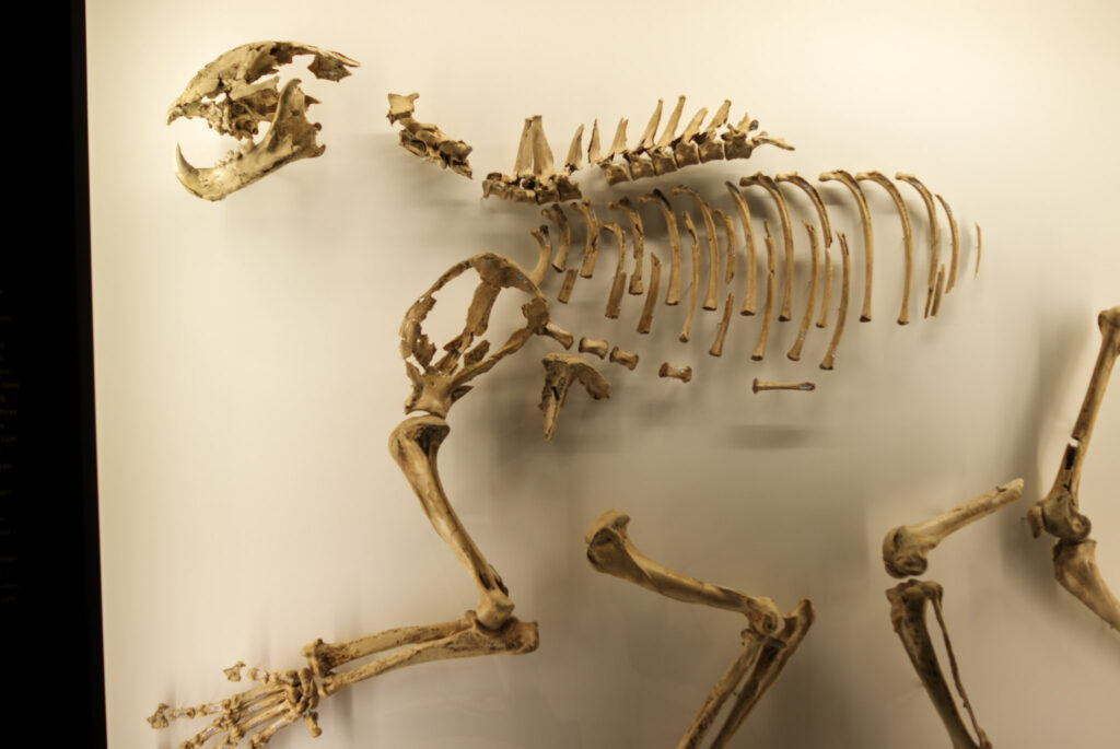 Naturkundemuseum Berlin