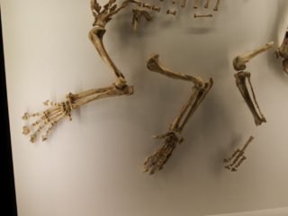 Naturkundemuseum Berlin