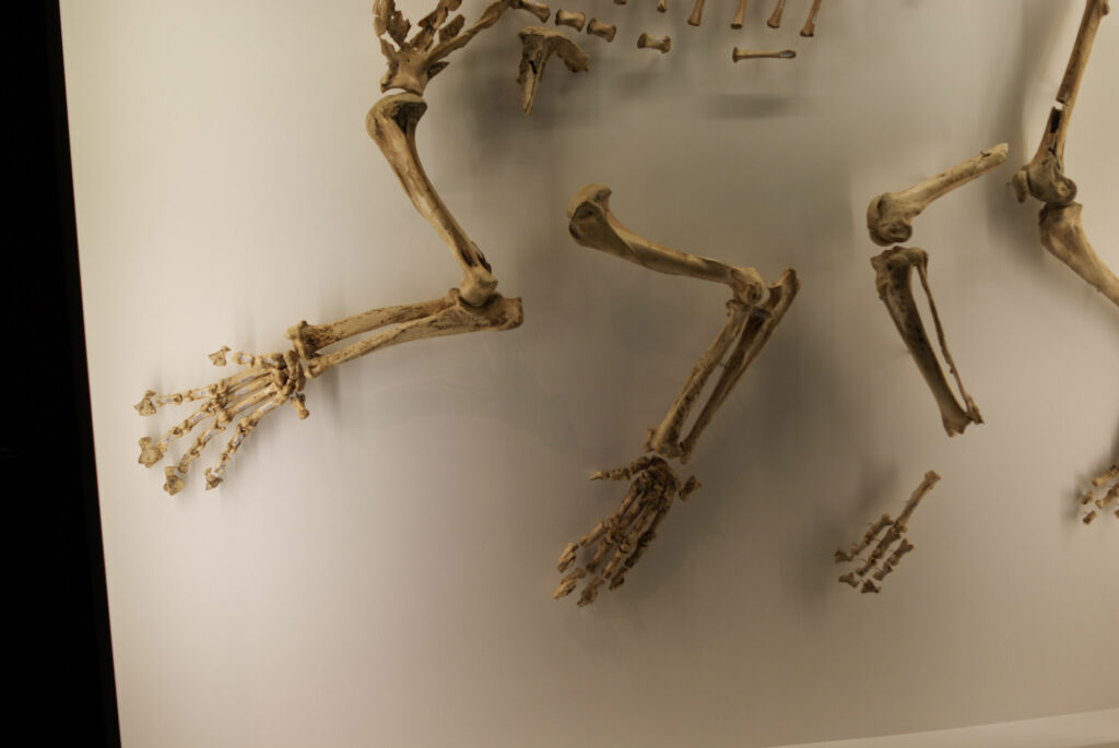 Naturkundemuseum Berlin