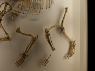 Naturkundemuseum Berlin