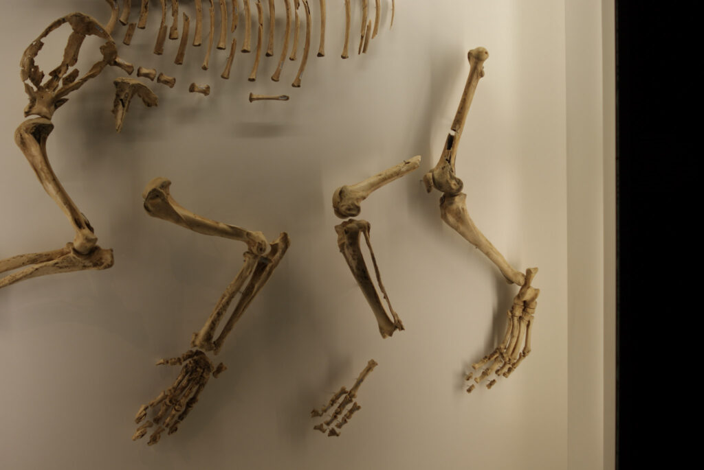 Naturkundemuseum Berlin