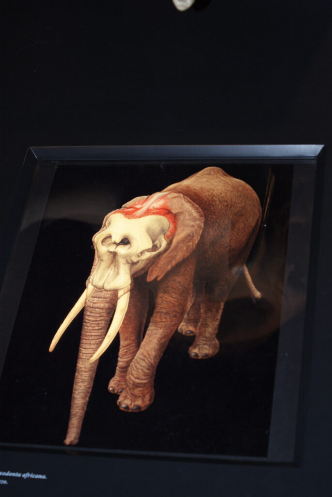 Naturkundemuseum Berlin