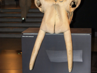 Naturkundemuseum Berlin