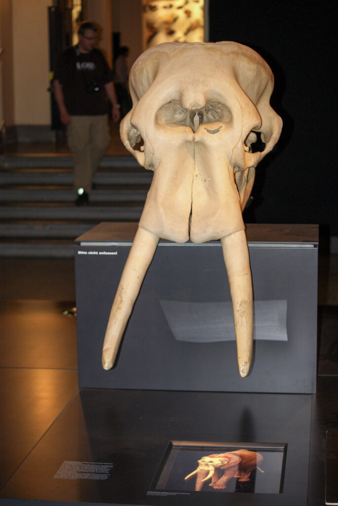 Naturkundemuseum Berlin