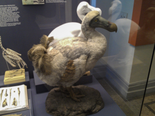 Naturkundemuseum Berlin