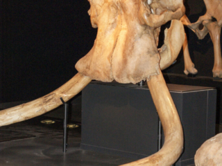Naturkundemuseum Berlin