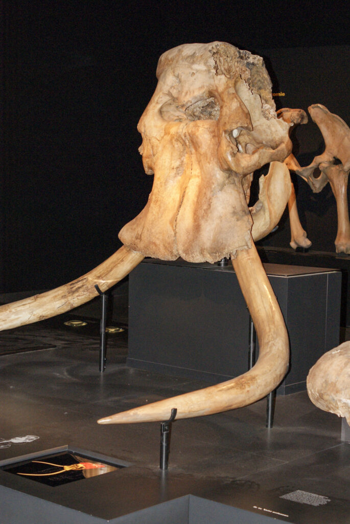 Naturkundemuseum Berlin