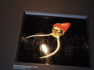Naturkundemuseum Berlin