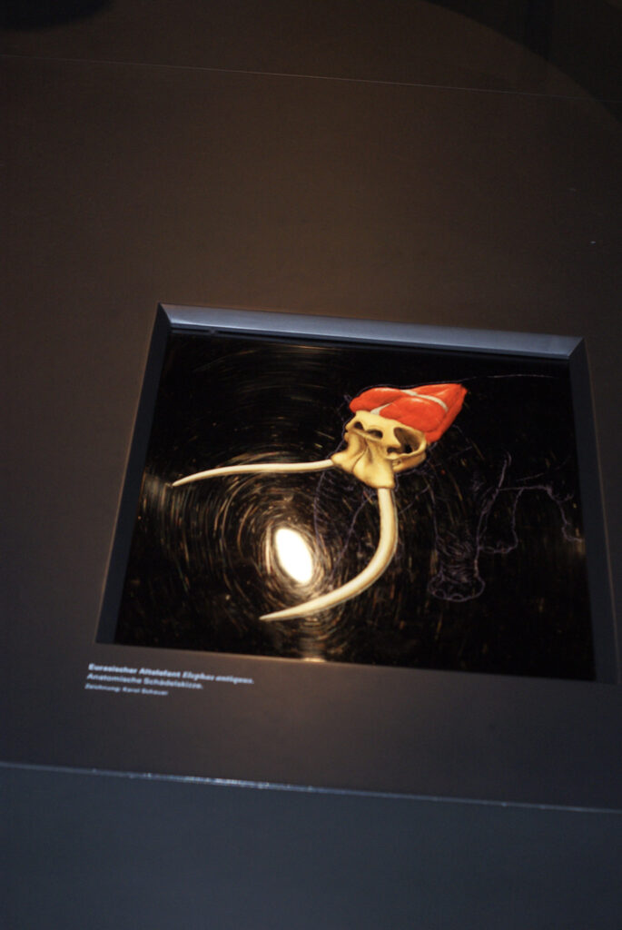 Naturkundemuseum Berlin