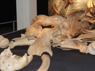 Naturkundemuseum Berlin