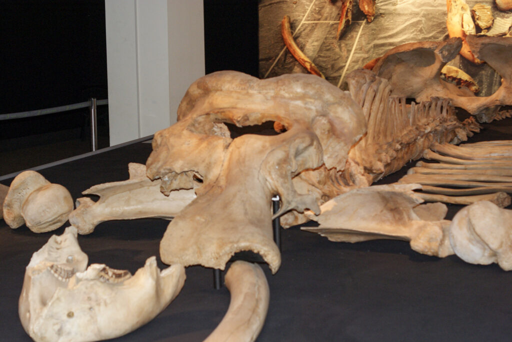 Naturkundemuseum Berlin