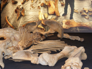 Naturkundemuseum Berlin