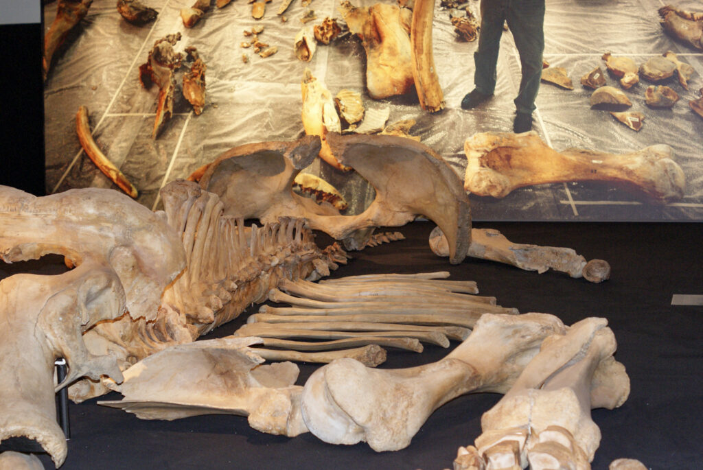 Naturkundemuseum Berlin