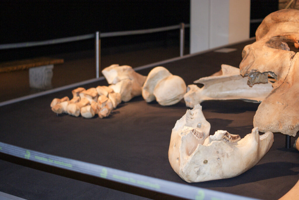 Naturkundemuseum Berlin