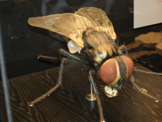 Naturkundemuseum Berlin