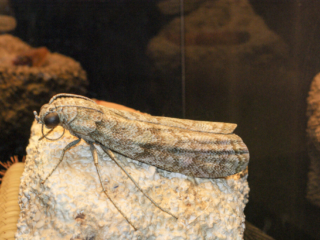 Naturkundemuseum Berlin
