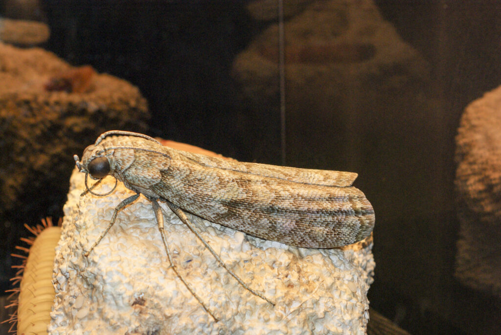 Naturkundemuseum Berlin