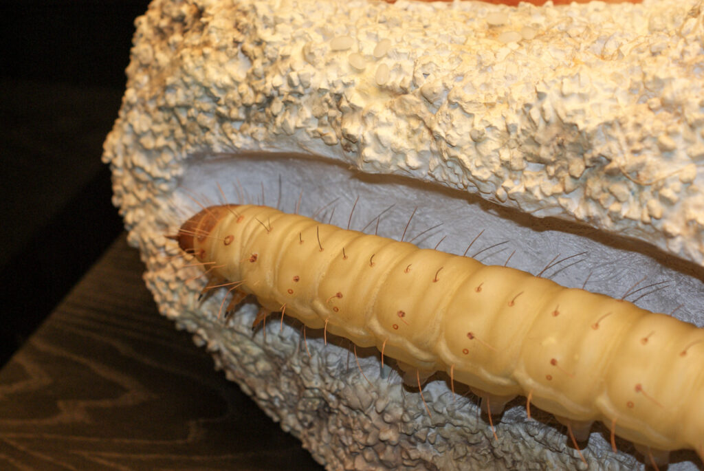 Naturkundemuseum Berlin