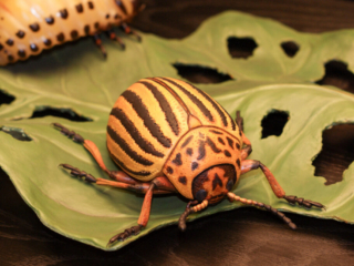 Naturkundemuseum Berlin