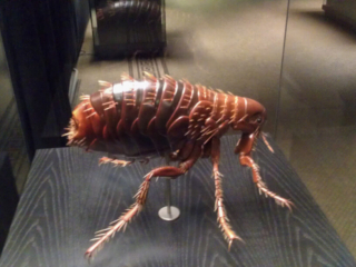 Naturkundemuseum Berlin