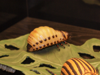 Naturkundemuseum Berlin