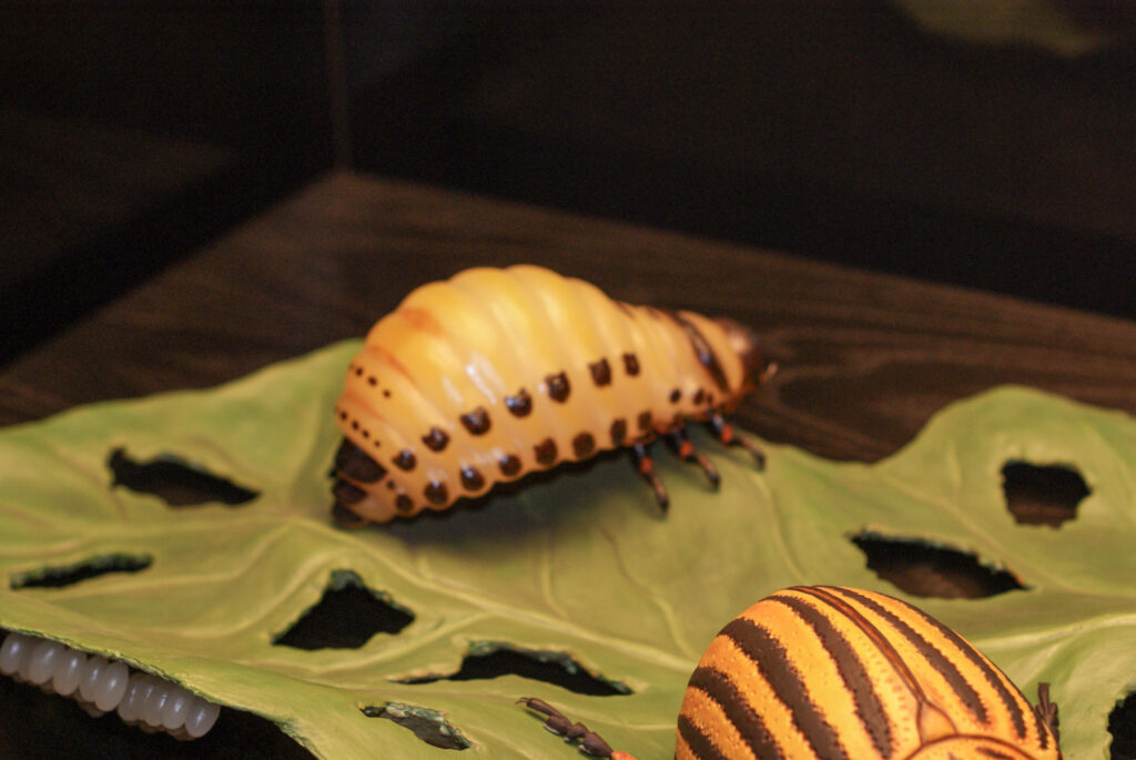 Naturkundemuseum Berlin