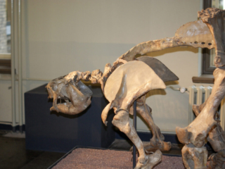 Naturkundemuseum Berlin