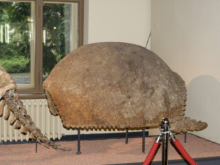 Naturkundemuseum Berlin