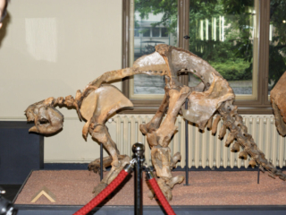 Naturkundemuseum Berlin